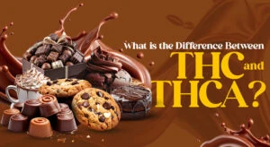What is the Difference Between THC and THCA?